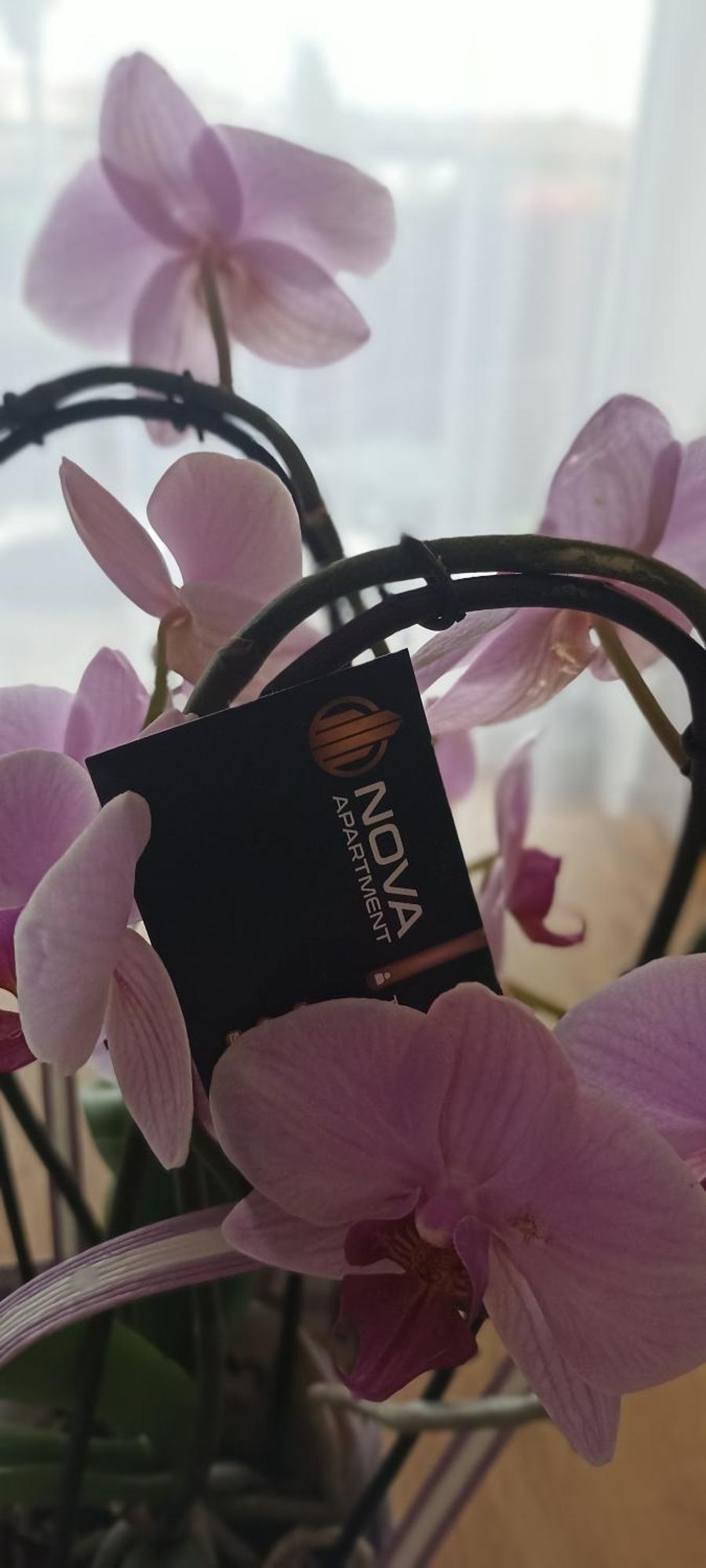 סאנוק Nova Apartment מראה חיצוני תמונה